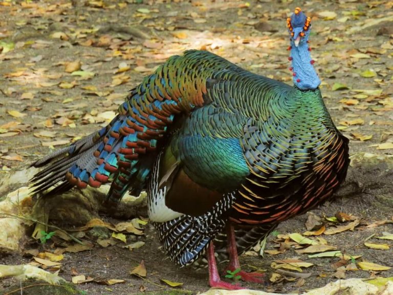 7 Birds Similar to Peacocks (with Pictures)