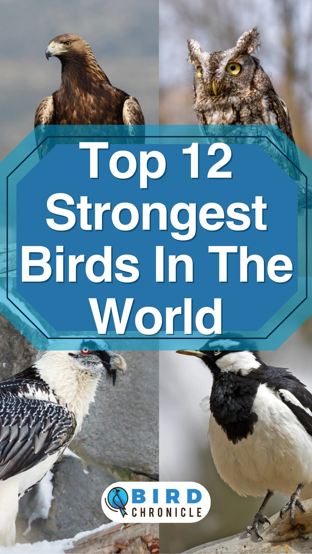 the-largest-and-most-powerful-birds-of-prey-top-10-dinoanimals