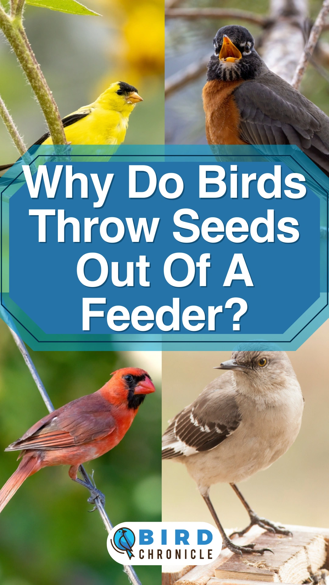 Reasons why birds throw seeds out of the feeder