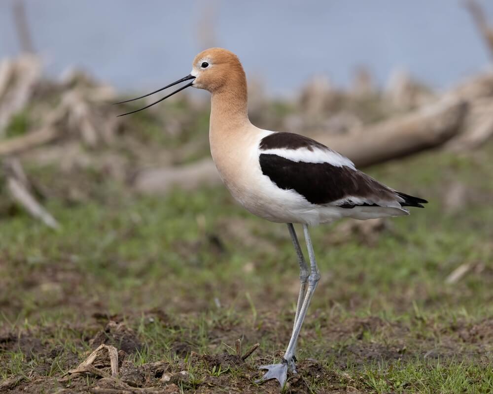 Which Web Footed Bird Has The Largest Wingspan