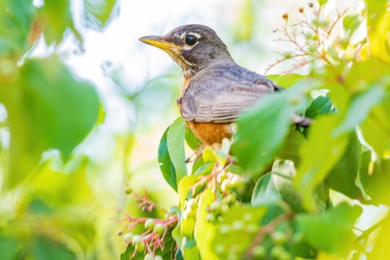 How To Attract Robins To Your Yard (9 Handy Tips)