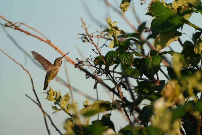 Can Hummingbirds Fly Backwards? (Explained)