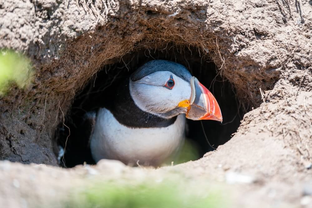 14 Different Types of Bird Nests (With Pictures)