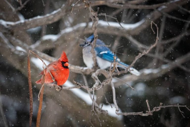 do-blue-jays-and-cardinals-get-along-birdchronicle