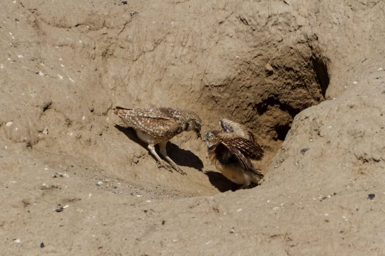 14 Different Types of Bird Nests (With Pictures)