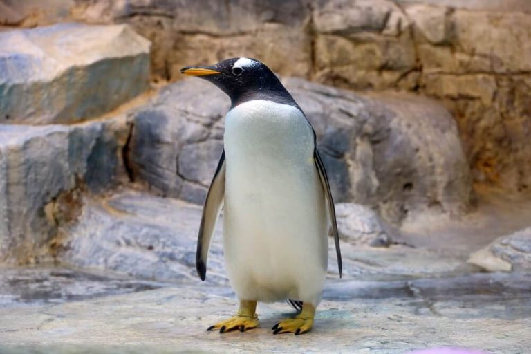 14 Types of Birds with Webbed Feet (with Pictures)