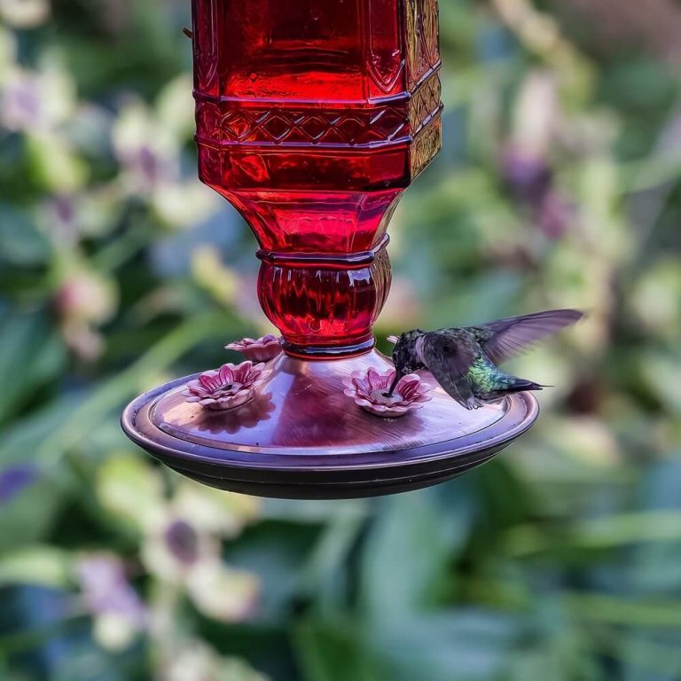 Plastic vs. Glass Hummingbird Feeders (Pros & Cons)