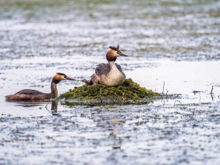14 Different Types of Bird Nests (With Pictures)