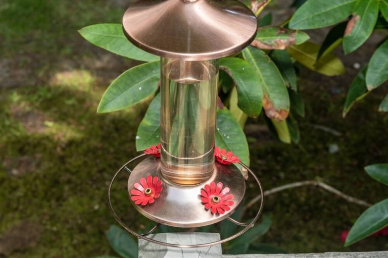 Plastic vs. Glass Hummingbird Feeders (Pros & Cons)