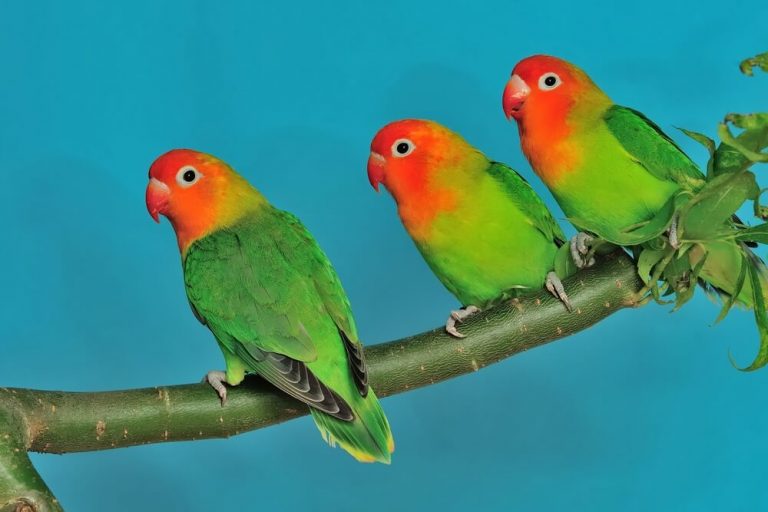 9 Types of Lovebirds