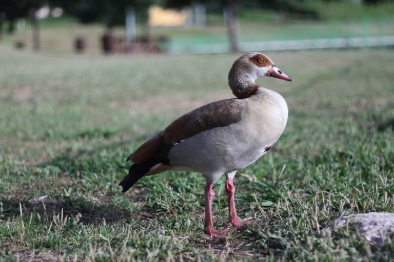14 Types of Birds with Webbed Feet (with Pictures)