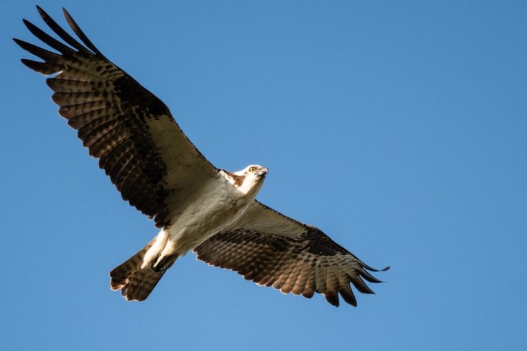 Why Do Hawks Circle?