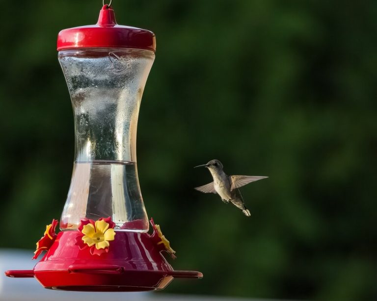 Plastic vs. Glass Hummingbird Feeders (Pros & Cons)