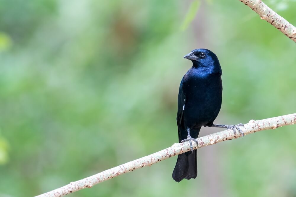 Black Birds with Blue Heads - Common Grackle