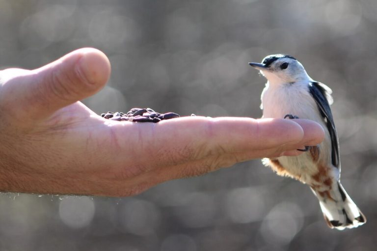 19 Birds That Eat Out Of Your Hand