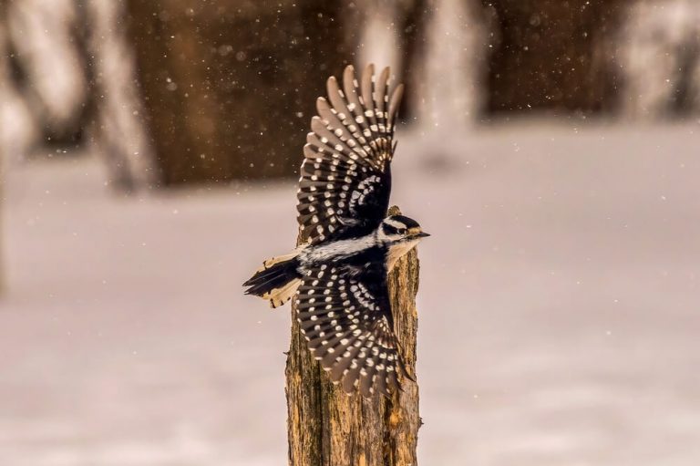 Do Woodpeckers Fly South For The Winter?