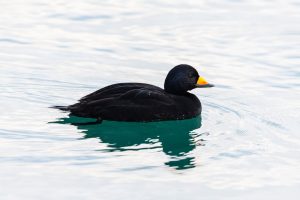 22 Beautiful Black Birds With Orange Beaks (with Photos)