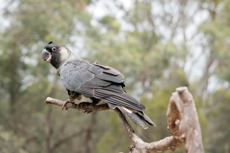 30 Stunning Black Birds With White Wings