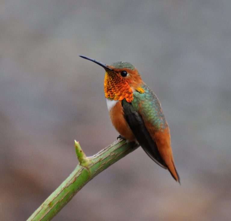 Do Hummingbirds Have Predators? [Answered & Explained]