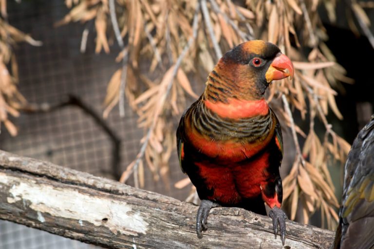22 Beautiful Black Birds With Orange Beaks (with Photos) 22 Beautiful Black Birds With Orange Beaks (with Photos)