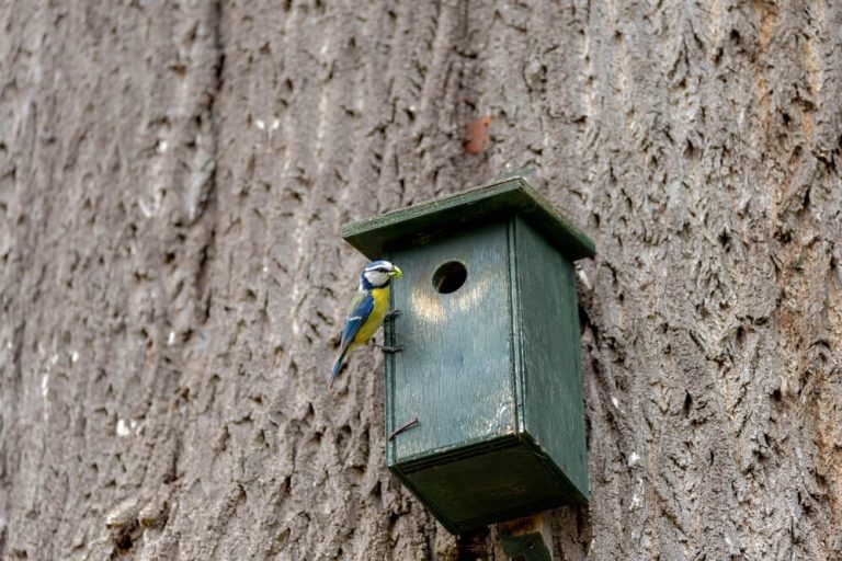 Top 6 Birdhouse Colors That Attract Birds (Choose These!)
