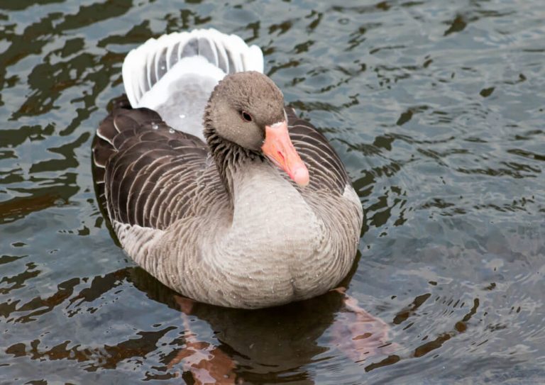 22 Beautiful Black Birds With Orange Beaks (with Photos)