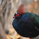 22 Beautiful Black Birds With Orange Beaks (with Photos)