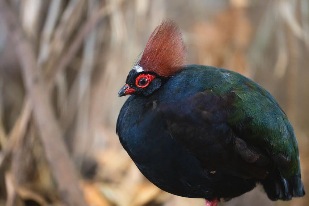 22 Beautiful Black Birds With Orange Beaks With Photos   Red Crested Wood Partridge 