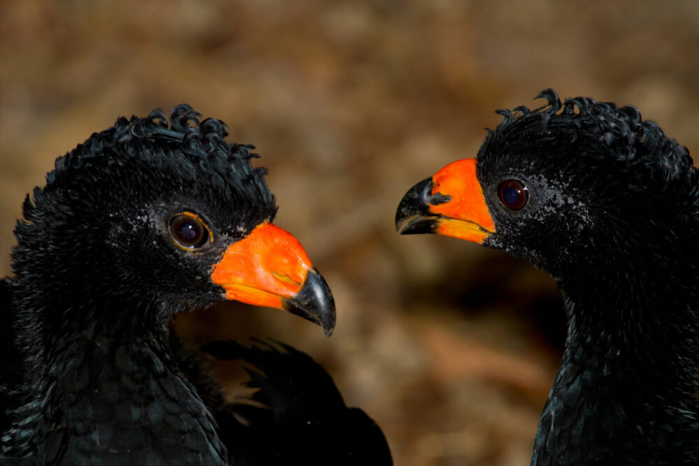 22 Beautiful Black Birds With Orange Beaks With Photos   Wattled Curassows 