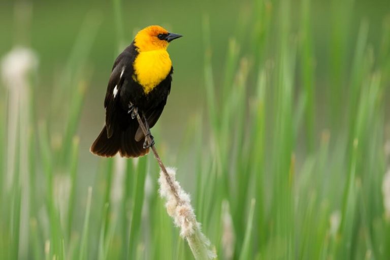 30 Stunning Black Birds With White Wings