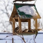 Do Birds Use Birdhouses In Winter? [How To See Birds All Year Long]