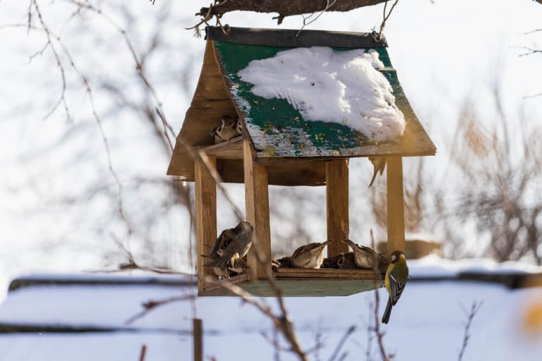 Do Birds Use Birdhouses In Winter? [How To See Birds All Year Long]