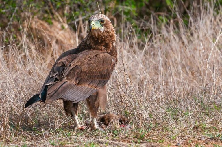Are Hawks Dangerous To Humans? (Find Out Why)
