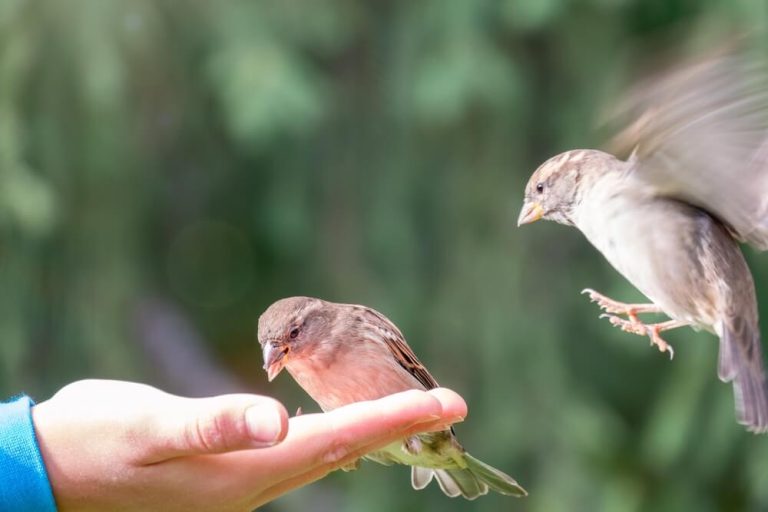 Do Sparrows Eat Sunflower Seeds? [Favorite Types Explained]
