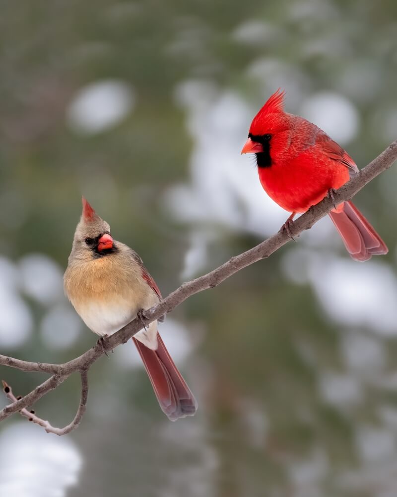 meaning of red cardinal visit