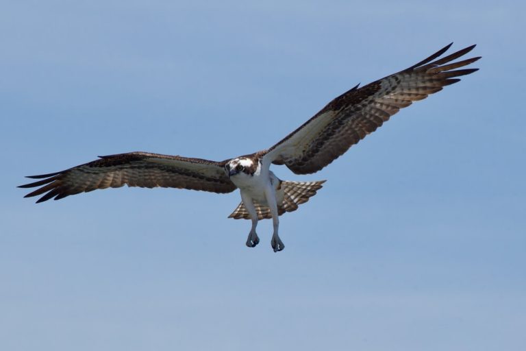Are Hawks Dangerous To Humans? (Find Out Why)