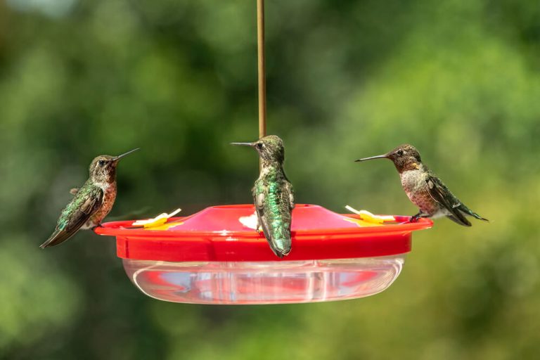 16 Ways To Keep Ants Off Your Feeders (DIY Methods & More)