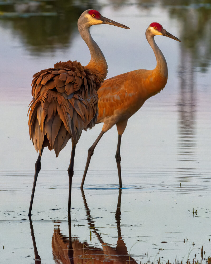 crane-symbolism-what-do-cranes-represent-9-meanings-interpretations