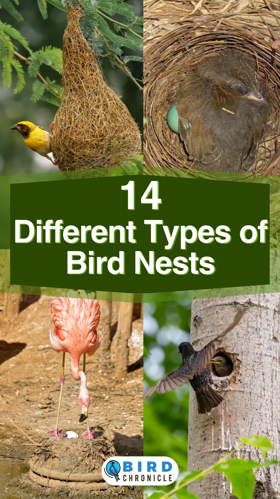 14 Different Types Of Bird Nests With Pictures 14 Different Types Of Bird Nests With Pictures