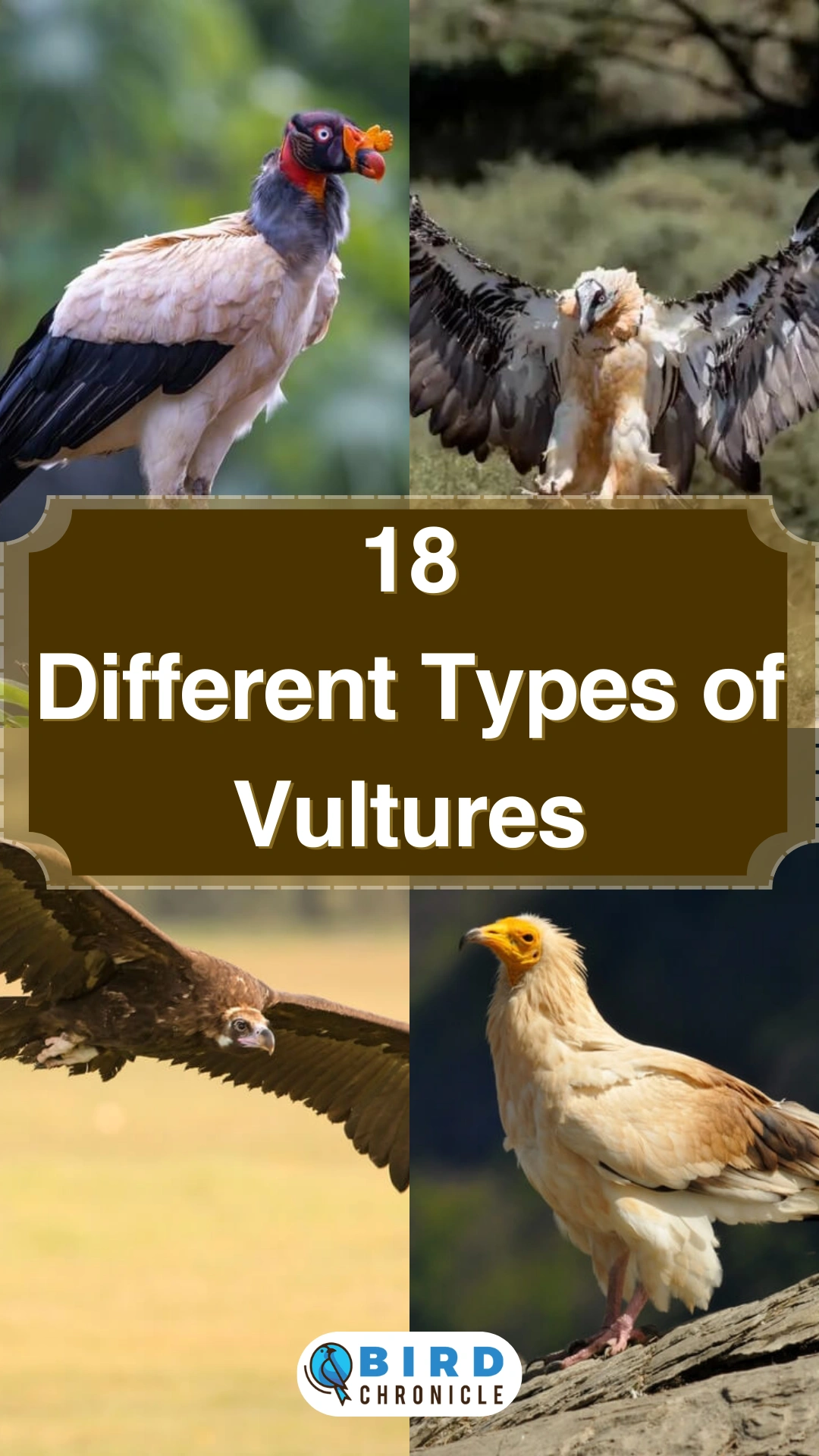 Vulture And Eagle Difference