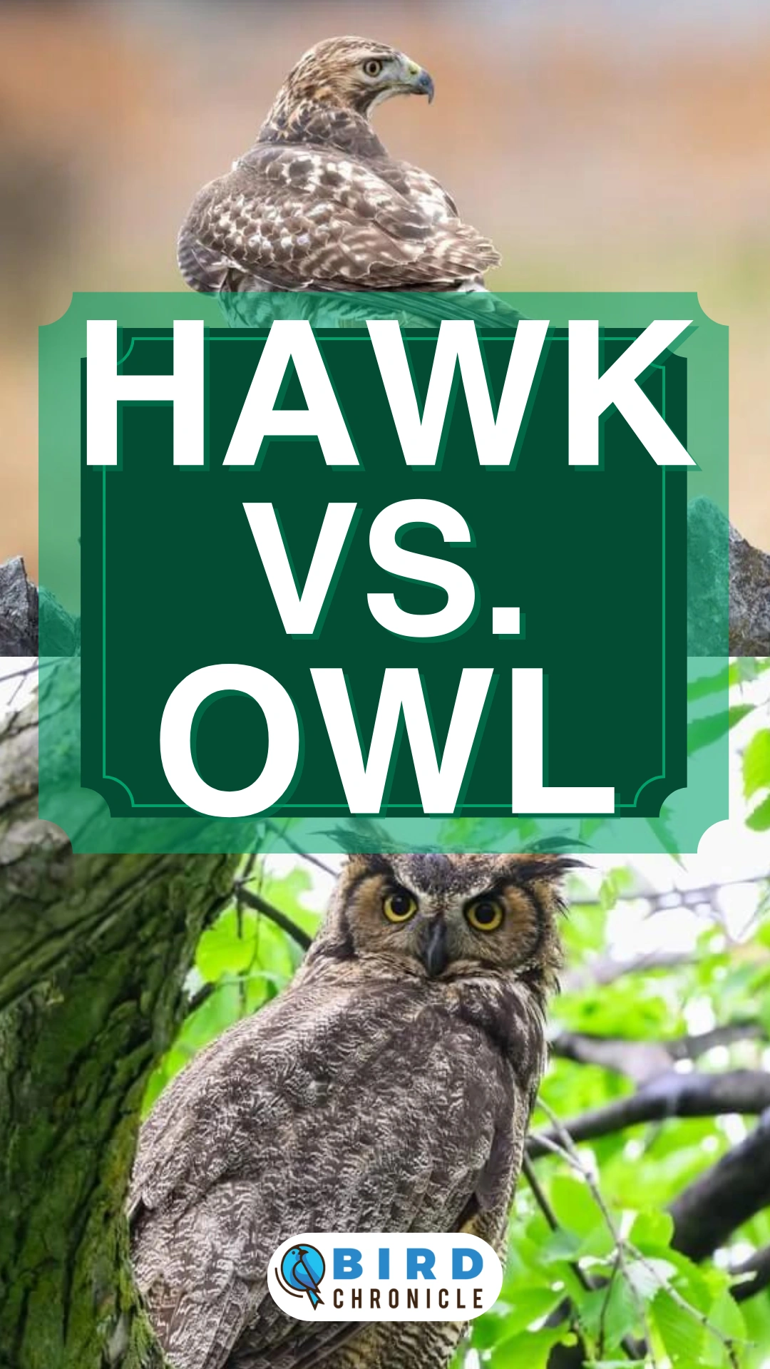 Hawk Vs. Owl 15 Comparisons