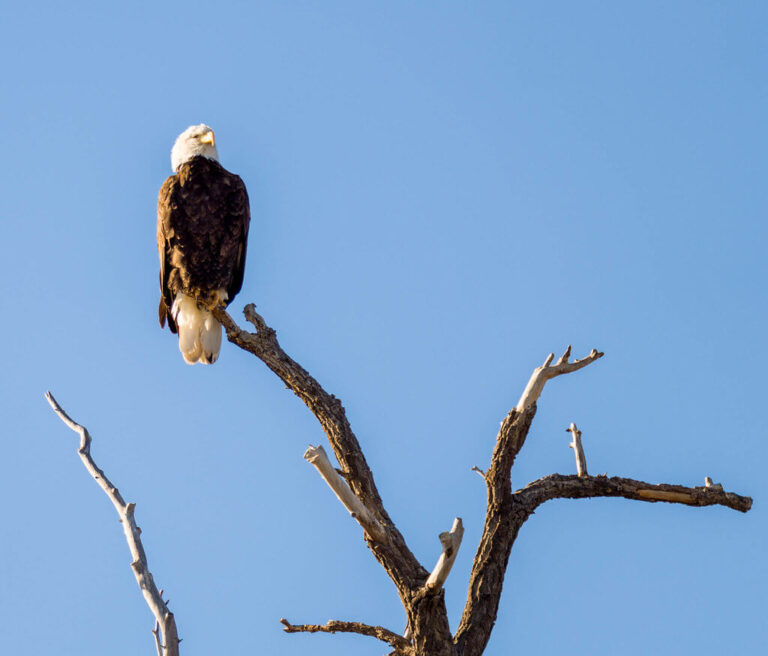 Bald Eagle Profile Diet, Size & Lifespan (Ultimate Guide)