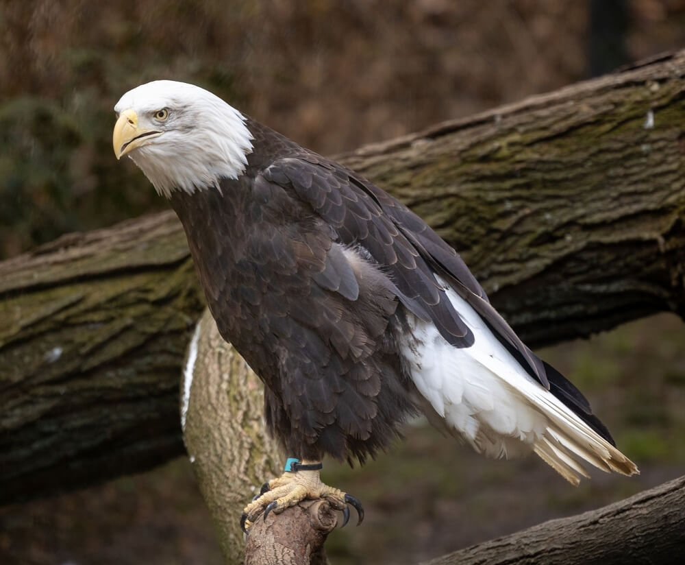 How Do Bald Eagles Pick Up Sticks RECCAU How Do Bald Eagles Pick Up Sticks RECCAU
