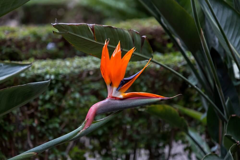 22 Gorgeous Flowers That Look Like Birds (With Pictures)