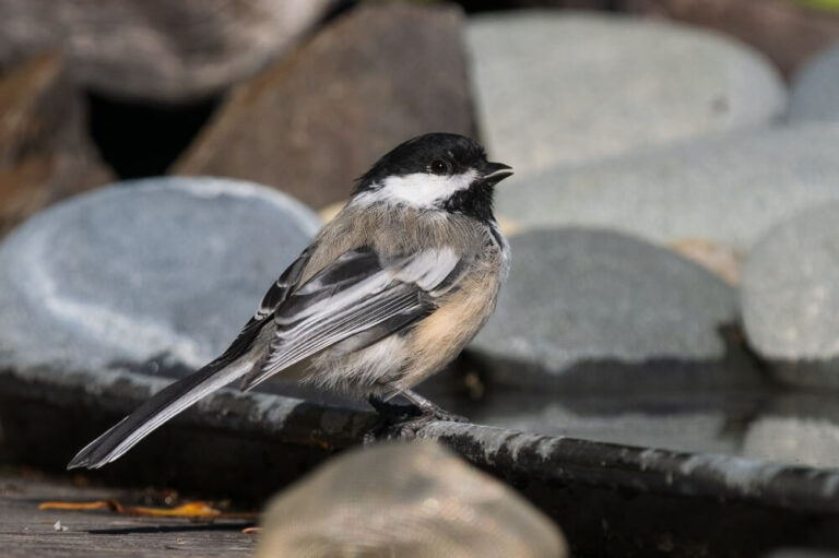 10 Ways To Attract Black-Capped Chickadees To Your Yard