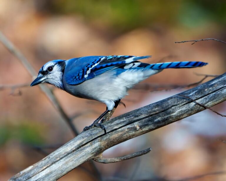 Blue Jay vs. Bluebird: 14 Key Differences