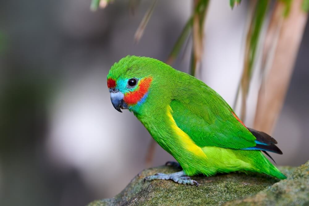 21 Beautiful Small Green Birds (With Pictures & Facts)