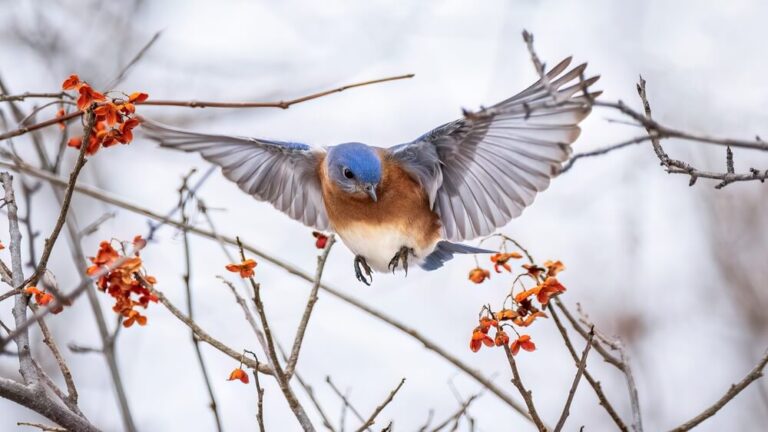 14 Interesting Facts About Bluebirds