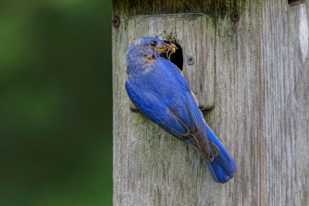 14 Interesting Facts About Bluebirds