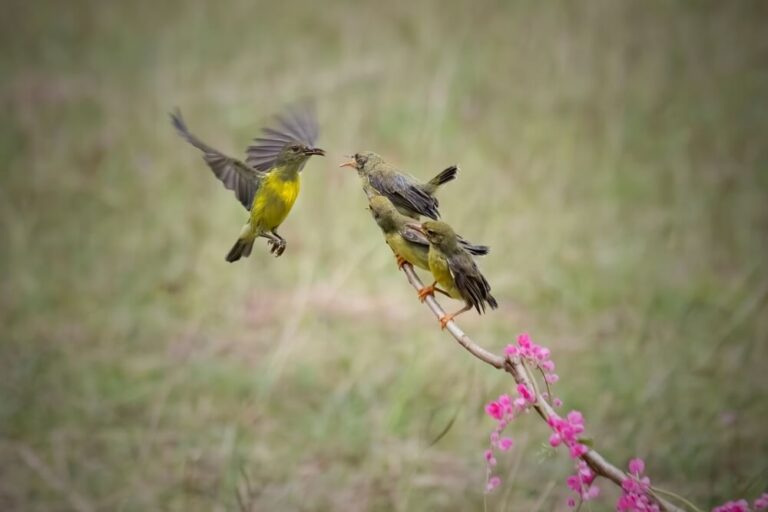 Why Do Hummingbirds Stop Coming To Feeders? (Explained)